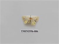 藏品(尺蛾51)的圖片